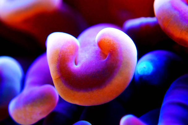 Çekiç Su Ürünleri Lps Coral - (Euphyllia ancora)  - Fotoğraf, Görsel
