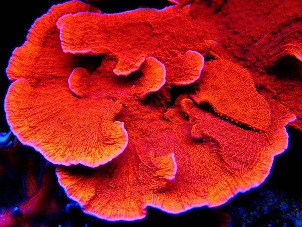 Red Candy Cap SPS coral-(Montipora Capricornis)  - Foto, Imagem