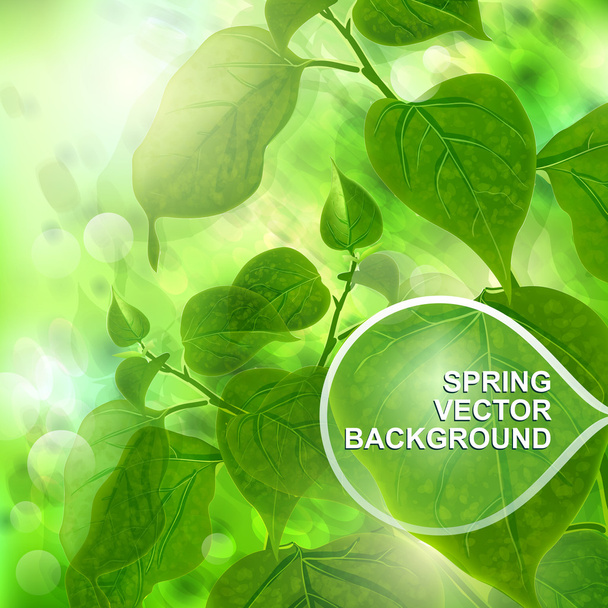 grüne Frühlingsbäume Hintergrund. Vektorillustration. - Vektor, Bild
