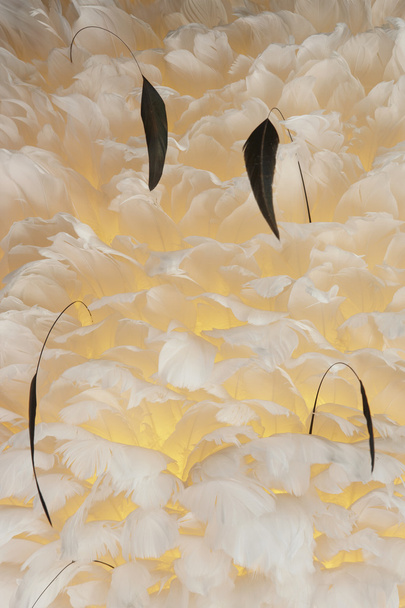 ptak pióropusze tło włókienniczych - Zdjęcie, obraz