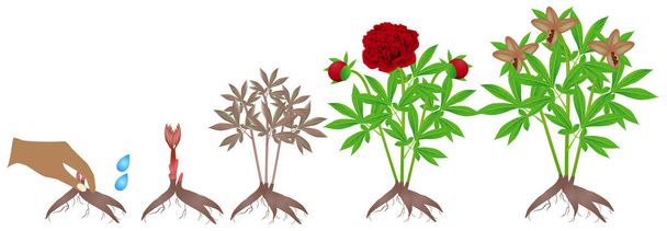 Cycle of growth of red peony plant on a white background. - Vector, Image