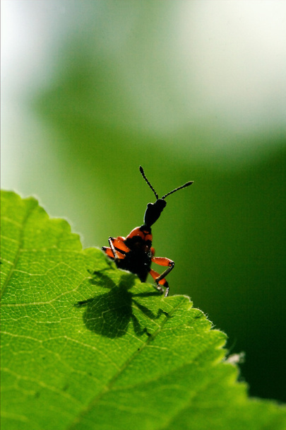 a vadon élő vörös carabidae lefelé - Fotó, kép