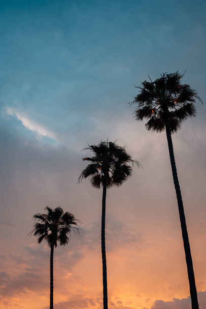 Palm trees at sunset, at Windansea Beach, in La Jolla, Californi - Foto, Bild