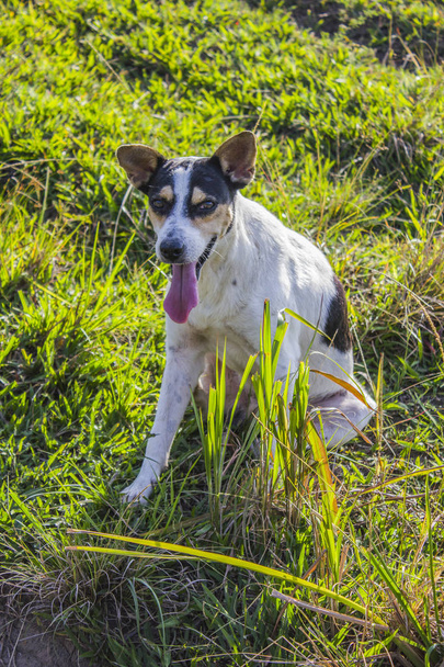 pes známý jako Mutti - Fotografie, Obrázek