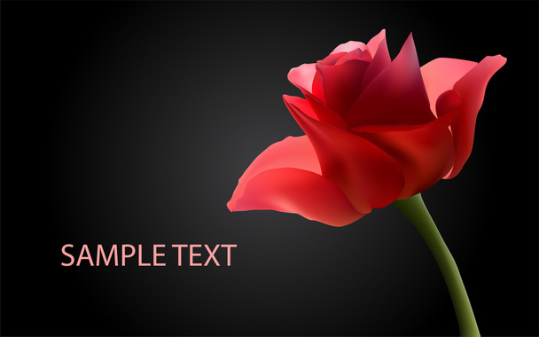 Vector background with red roses. - Vector, Image