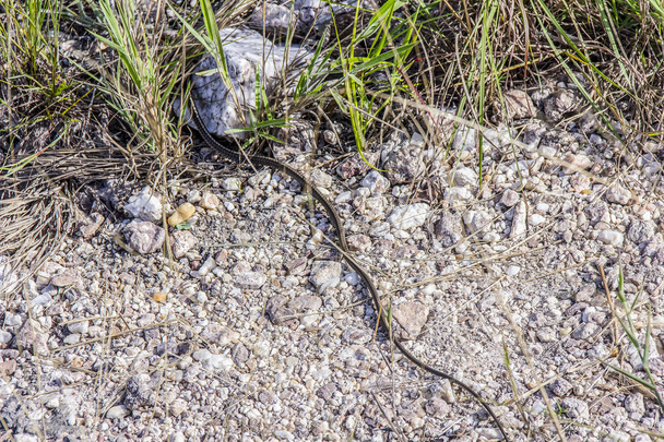 serpientes brasileñas al aire libre
 - Foto, imagen