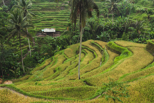 Tegalalang Ceking rizs teraszok in Ubud, Bali - Fotó, kép
