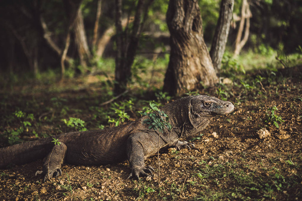 Комодский дракон крупным планом, научное название: Varanus komodoensis. L
 - Фото, изображение