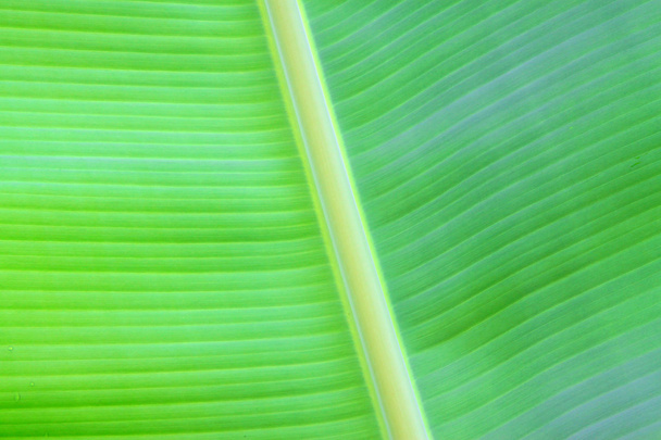 banana leaf texture - Fotoğraf, Görsel