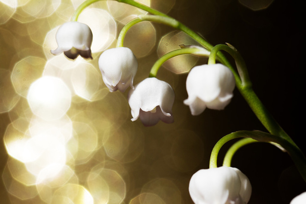 Lily of the valley - 写真・画像