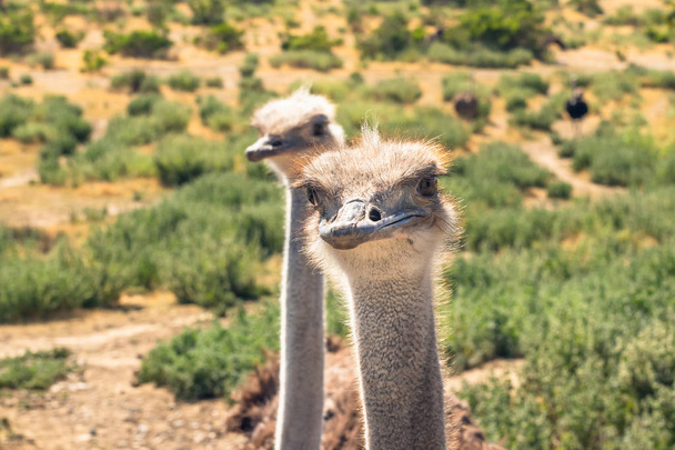Портрет страуса крупным планом на природном фоне
 - Фото, изображение