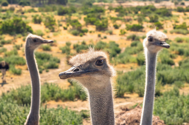 Ostriches portret z bliska, śmieszne zwierzęta - Zdjęcie, obraz