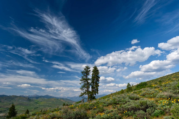 Couple of trees on hills with scenic clouds in blue sky. Symbol of togetherness and bond.  Patterson Mountain in Washington near Winthrop. Cascade Range. USA. - Photo, Image