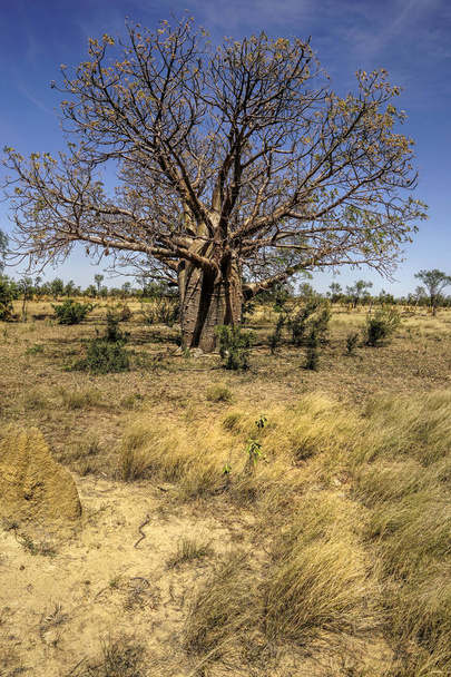 Boab Дерева пляшкоподібний зовнішній вигляд
 - Фото, зображення