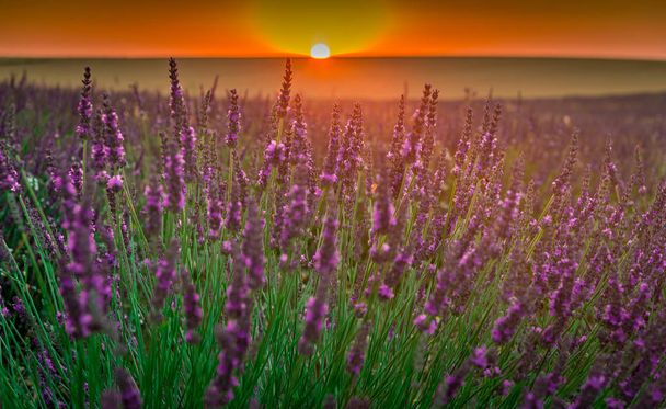 Lavendelfelder blühen - Foto, Bild