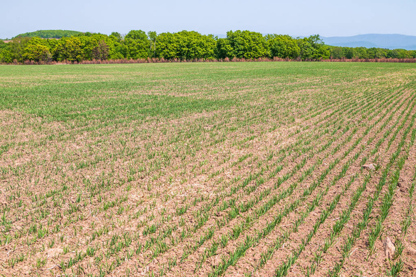 Los brotes jóvenes de una planta agrícola crecen en un campo de primavera arado
 - Foto, imagen