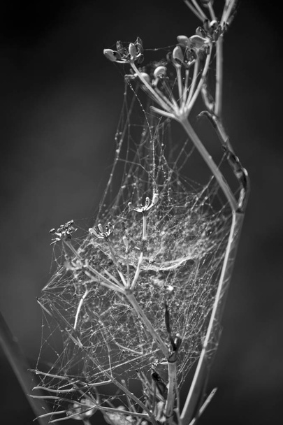 siyah beyaz örümcek ağı - Fotoğraf, Görsel