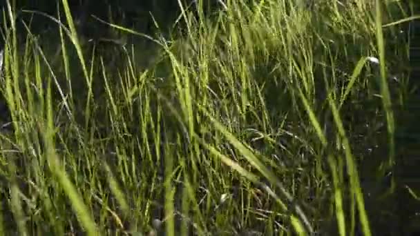 grüne Grashalme in den Strahlen des Sonnenuntergangs. hohes Gras im Wald. verschwommener Hintergrund. Naturvideo. dichter Wald - Filmmaterial, Video