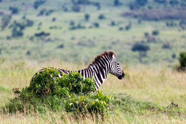 A Zebra family grazes in the savanna in close proximity to other - Fotó, kép