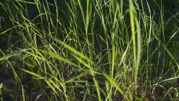 zielone łodygi trawy w promieniach zachodu słońca. Wysoka trawa w lesie. niewyraźne tło. wideo w przyrodzie. gęsty las - Materiał filmowy, wideo