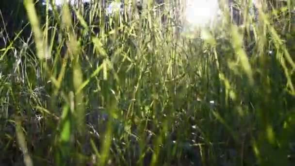 zelené travnaté stonky v paprscích západu slunce. vysoké trávě v lese. rozmazané pozadí. video o přírodě. hustý les - Záběry, video