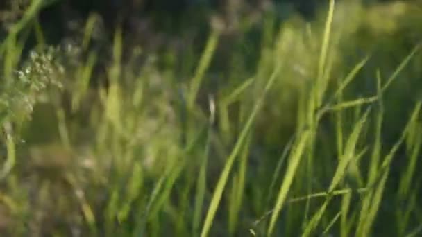 zelené travnaté stonky v paprscích západu slunce. vysoké trávě v lese. rozmazané pozadí. video o přírodě. hustý les - Záběry, video