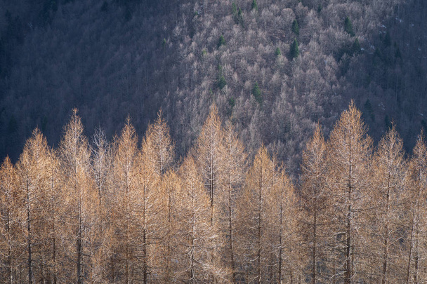 Alp Karaçam ağaçları - Fotoğraf, Görsel