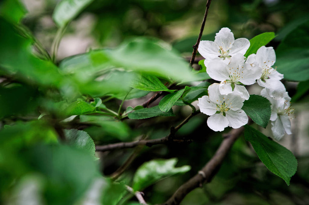 白い花がリンゴを咲かせます。春の植生。自然とその  - 写真・画像