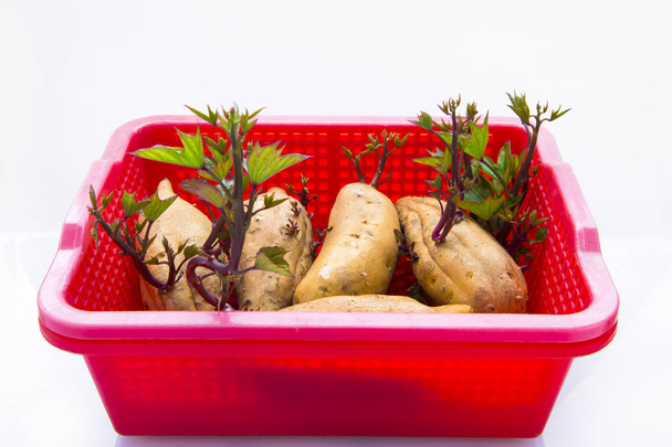 Корневые овощи, осень здоровых гурманов сладкий картофель, является важным основным продуктом питания для человека
 - Фото, изображение