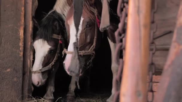 Landbouw. Paarden in stal. Mooie paarden te wachten op gras, haver. Twee paarden die rusten in oude houten stal. - Video