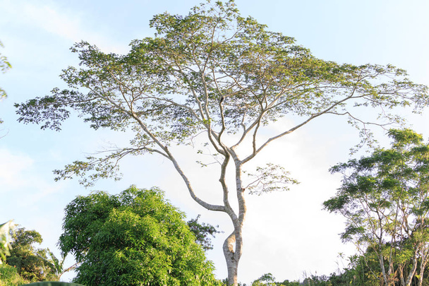 colpo scenico di bella natura vicino a Cebu, Filippine
 - Foto, immagini