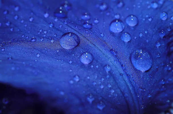 капли дождя - Фото, изображение