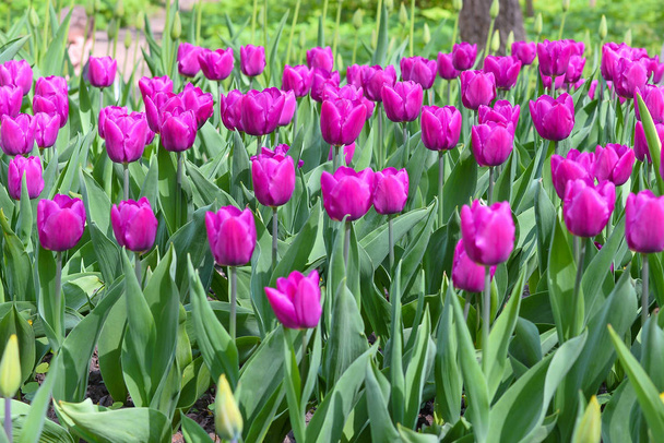 A cor bonita das tulipas de pêssego começando a abrir sob o calor da primavera
. - Foto, Imagem