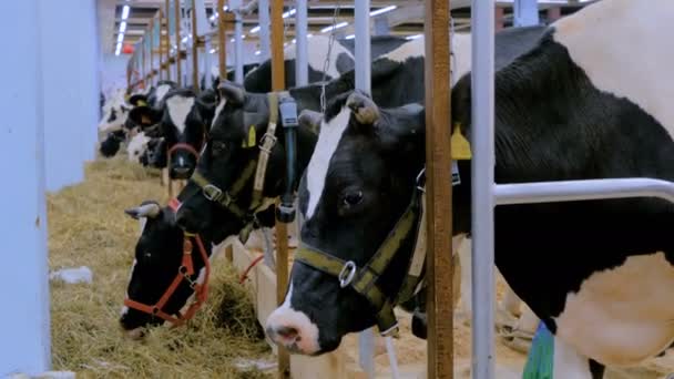 Portret van triest koe op melkveebedrijf - Video
