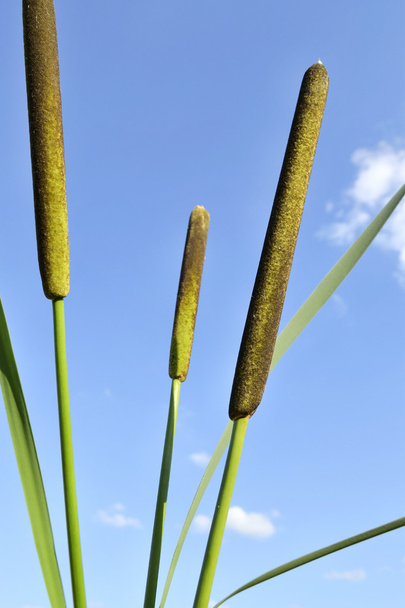 Reeds against the sky. - Photo, Image