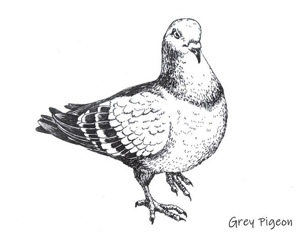 Рисунок ручной работы серого голубя
 - Фото, изображение