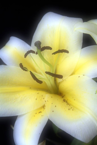 bloeiende witte lelie bloemtoppen Lilium Samur. Close-up, macro. - Foto, afbeelding