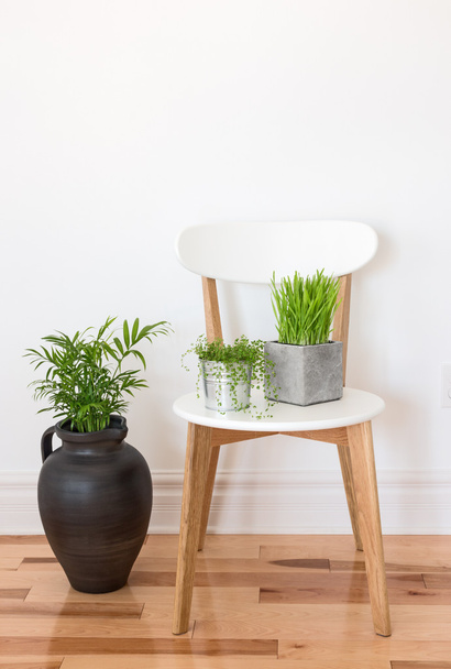 Білий дерев'яний стілець із зеленими рослинами - Фото, зображення