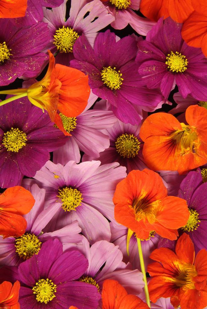 Fondo de flores naranja y rosa vívidamente brillante
 - Foto, Imagen
