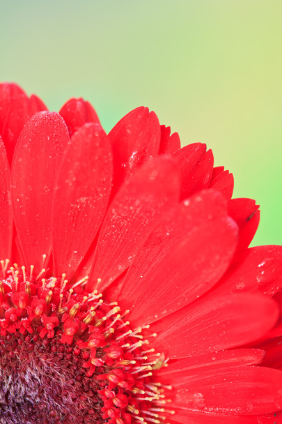 Chrysanthemum red - Zdjęcie, obraz