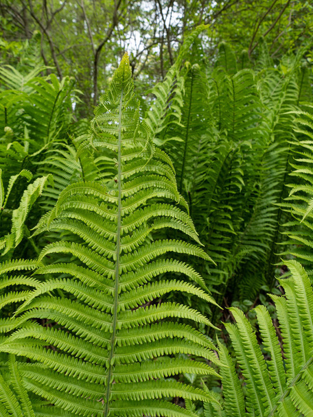 green ferns in the forest - Photo, Image