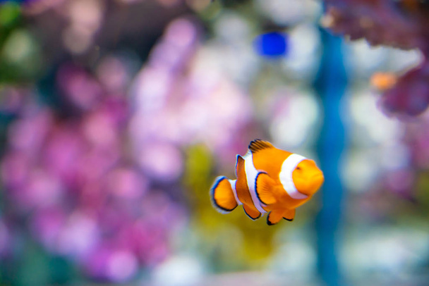 海の水族館でのオレンジニモピエロ魚 - 写真・画像