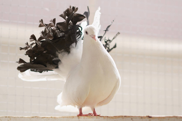 Dove white, with a black tail, sitting on a wooden crossbar - Photo, Image