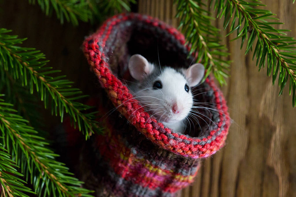 cute little rat. Symbol of the year 2020. - Foto, afbeelding