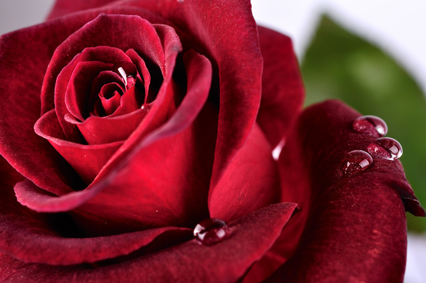 Hermosa rosa roja con gotas de lluvia - Foto, imagen