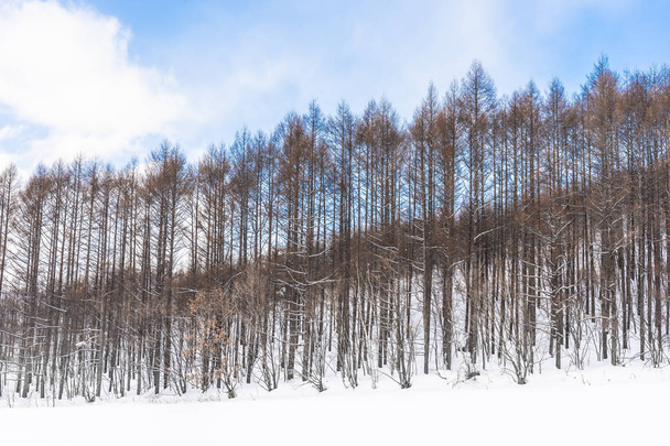 雪の北海道での冬のシーズンの木と美しい屋外の自然風景 - 写真・画像