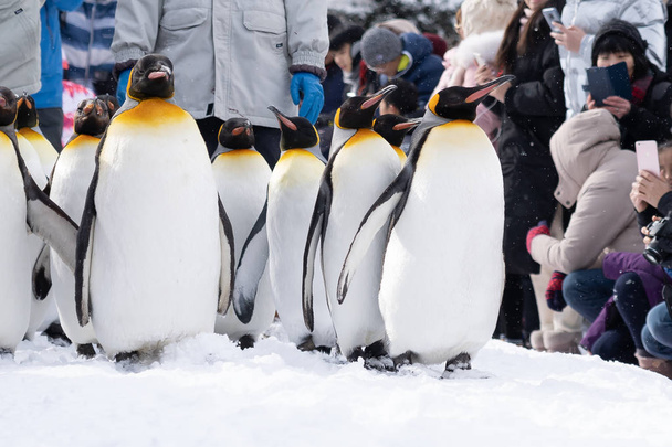 Arashiyama Hokkaido, Japonya - 13 Şubat 2019 penguen gösterisinde Asahiyama Hayvanat Bahçesi kar kış sezonu grup - Fotoğraf, Görsel