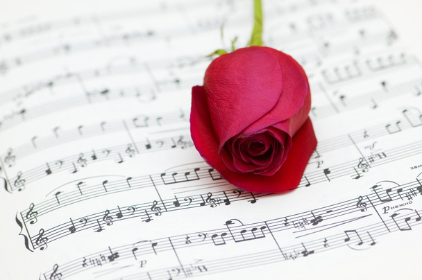 Single red rose on musical notes - Φωτογραφία, εικόνα