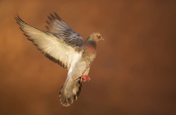 Close up of a Feral pigeon in flight - Photo, Image