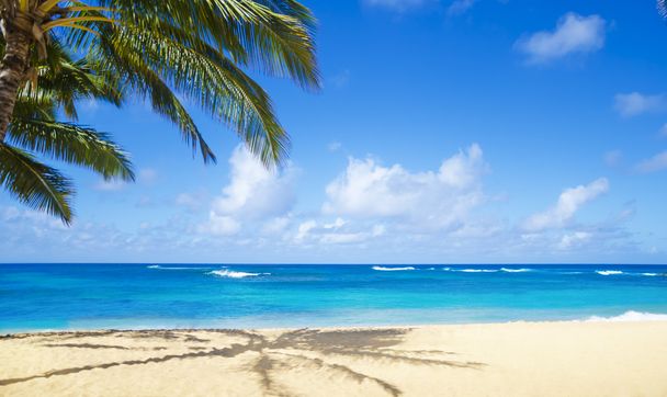 Pálmafákkal szegélyezett, homokos strandon a Hawaii - Fotó, kép